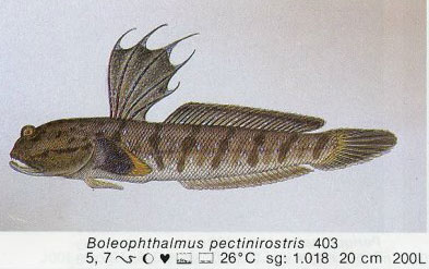 Boleophthalmus pectinirostris